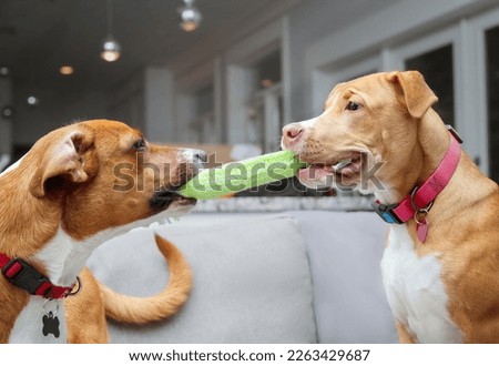 Dogs play tug-of-war with rope in mouth on sofa. Side view of two puppy dogs facing each while pulling on a pet toy. Dog bonding or dog friends playtime. Harrier mix and Boxer mix. Selective focus.