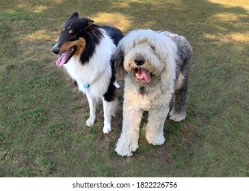 Dogs Playdate At The Dog Park. Old English Sheepdog And Collie Looking At The Camera. 