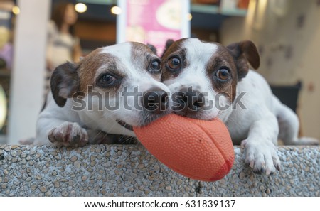 Dogs are playing a ball