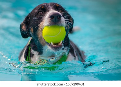 dogs playing with ball and swimming in the pool