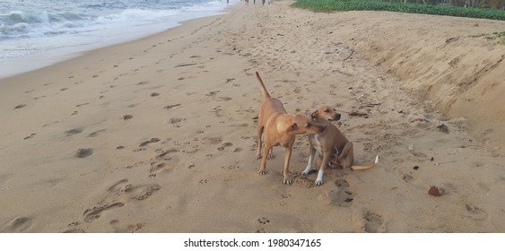 Dogs Are Playing At Colombo Beach 