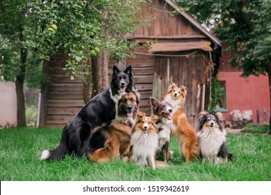 Dogs Playing. A Group Of Dogs Are Playing Together. Shetland Sheepdog. Border Collie Dog