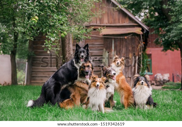 Dogs playing. A group of dogs are\
playing together. Shetland Sheepdog. Border Collie\
Dog