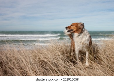 dogs playing in long dune grass at the beach on a windy day 