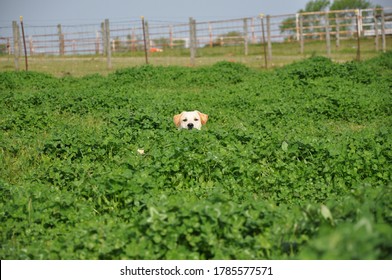 https://image.shutterstock.com/image-photo/dogs-playing-lying-grass-dirt-260nw-1785577571.jpg