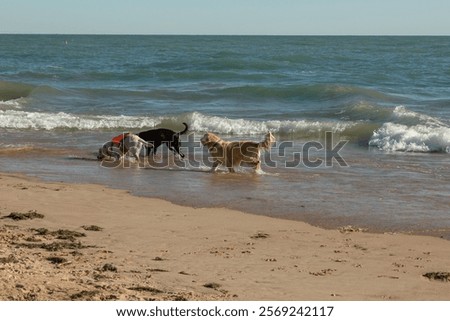 Dogs playing at Oak Street Beach, Lake Michigan. Chicago. Autumn.
