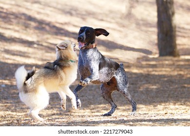 Dogs Playing At An Off Leash Dog Park.