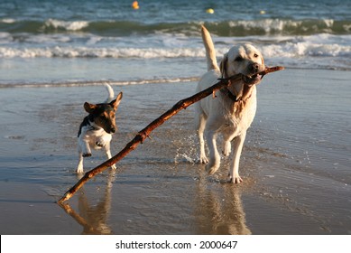 Dogs playing on the beach. - Powered by Shutterstock