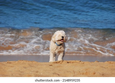 dogs playing on the beach and in the ocean - Shutterstock ID 2148959235