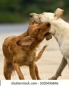 dogs playing on sandy beach