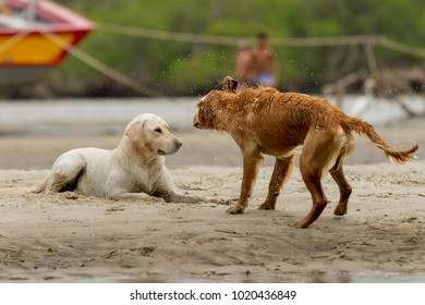 dogs playing on sandy beach