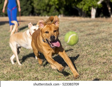 Hunde, die auf dem Gras des Parks spielen und herumlaufen, haben eine gute Zeit mit ihrem Besitzer.