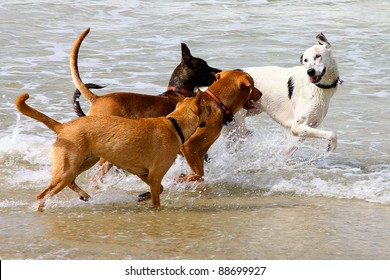 dogs playing and splashing in water at the beach