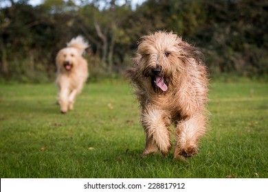 Dogs Playing Together