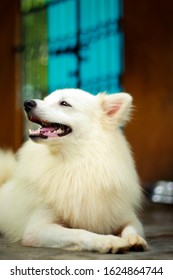 Dogs Portrait - Indian Spitz