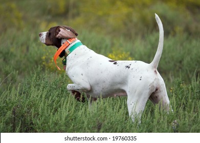 Dogs Quail Hunting