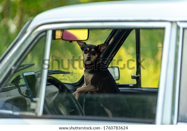 dogs are quarantined due to the virus. The animal is\
sitting in the car