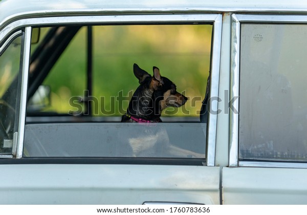 dogs are quarantined due to the virus. The animal is\
sitting in the car