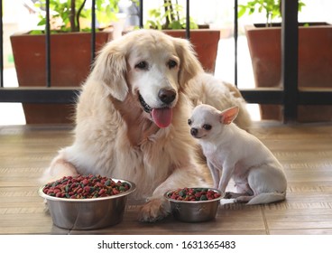 Dogs ready for their meal , golden retriever dog and chihuahua dog sitting close toghether on the floor with their food bowls in front of them. - Powered by Shutterstock