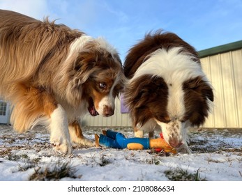 Dogs Are Resource Guarding Toys Outside In Yard 