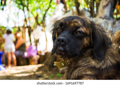 dogs rest and bask in the sun or hide in the shade in the shade of trees - Shutterstock ID 1691697787