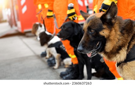 Dogs in a row are being trained to rescue