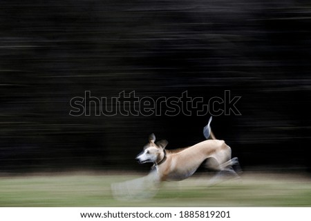 Similar – Image, Stock Photo greyhound Animal Dog 1