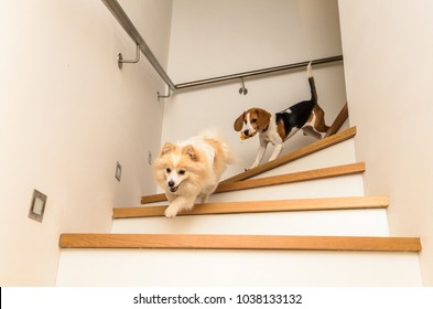 stairs and dogs