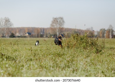 Dogs Running Field Border Collie Doberman Stock Photo 2073076640 ...