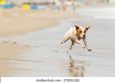 Dogs Running Toward Flying Camera Cheerful Puppy Moving At Total Velocity On The Shoreline Dogs Running Toward Flying Camera Hound Laughing Race Play Russel Jump Precious Jack Animal Pet Water Summer