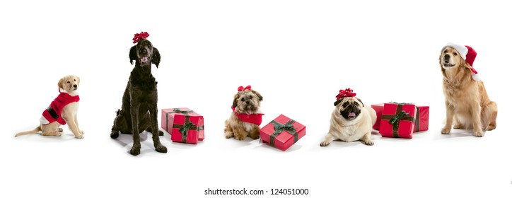 Dogs in Santa hats with Christmas presents sitting on a white background.