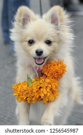 Dogs Seen During Kukur Tihar In Mexico City