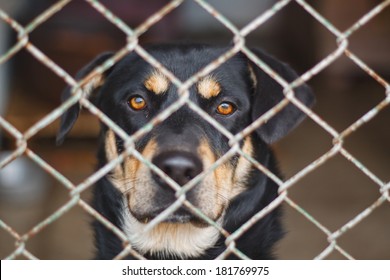 10,925 Dog behind fence Images, Stock Photos & Vectors | Shutterstock