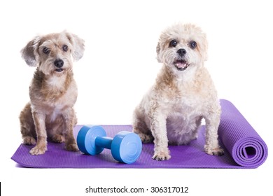 Dogs sitting on a yoga mat, concentrating for excercise and listening to a trainer