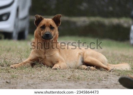 Dogs | sleeping dog | puppy picture |goggy picture |Brown color dog