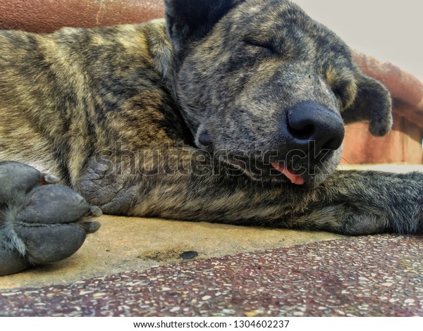 Dogs Sleeping On Floor Comfortably Stock Photo Edit Now 1304602237