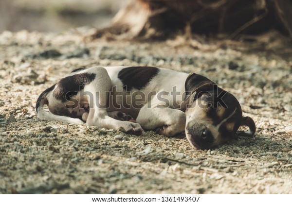 Dogs Sleeping Relaxing On Sand Under Stock Photo Edit Now - 