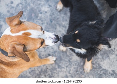 Dogs Sniffing Each Other, Acquaintance, Socialization And Behaviour Issues With Pets. A Grown Up Staffordshire Terrier Dog Making Friends With A Puppy At A Walk, Top View