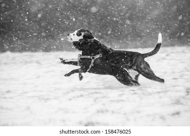 dogs in snow 