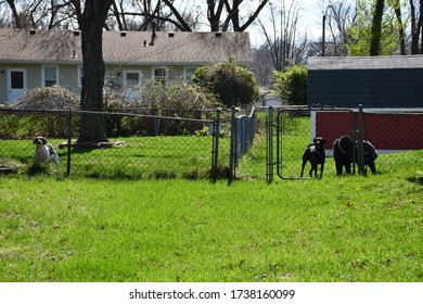 Dogs Standing Behind A Fence In A Suburban Neighborhood In Kansas City, Missouri. The Grass Is Green, And It Is A Sunny Day.