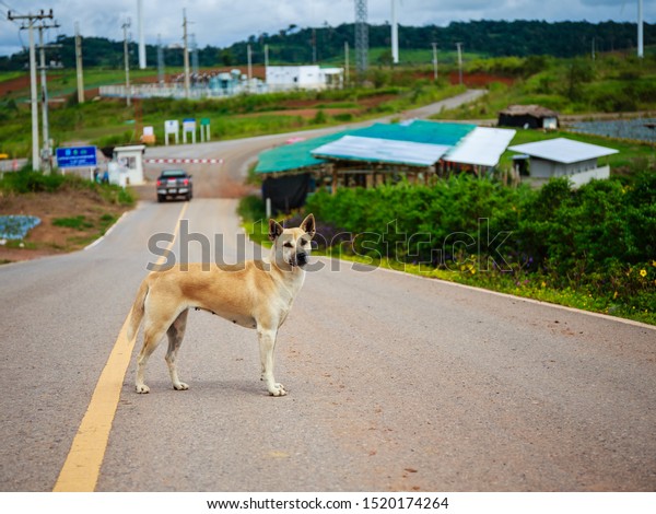 Dogs standing on public roads.Dog standing on the\
street in the morning