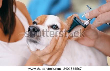 Dogs suffering from ear infections