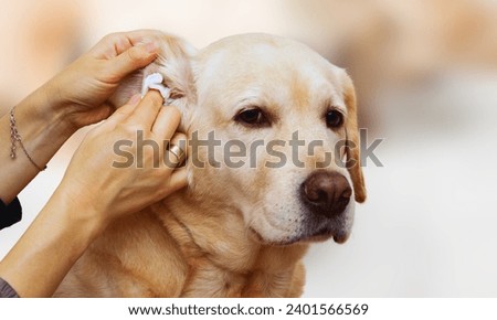 Dogs suffering from ear infections