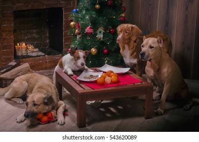 dogs at a table