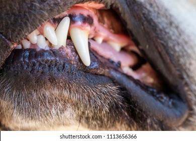 921 Rottweiler teeth Images, Stock Photos & Vectors | Shutterstock