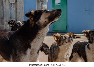 Dogs That Now Live Inside The Pripyat, Chernobyl Exclusion Zone. 