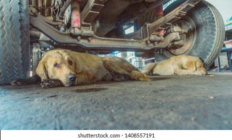 Dogs That Are Stained With Oil Stains Lying Under The Car In The Garage