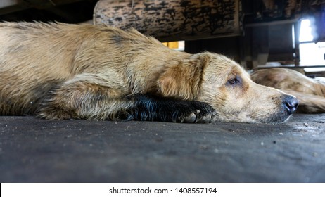 Dogs That Are Stained With Oil Stains Lying Under The Car In The Garage