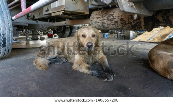 Dogs that are stained with oil stains Lying under\
the car in the garage