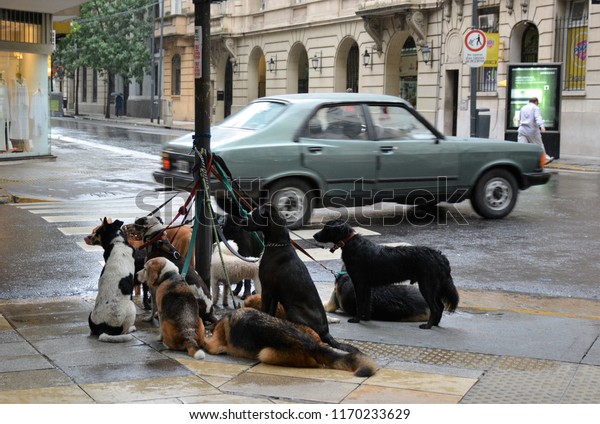 Dogs tied to a\
post in the downtown area of a large city await for their dog\
walker to return on a rainy\
day.\
